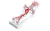 Neurovascular Operation Training Model